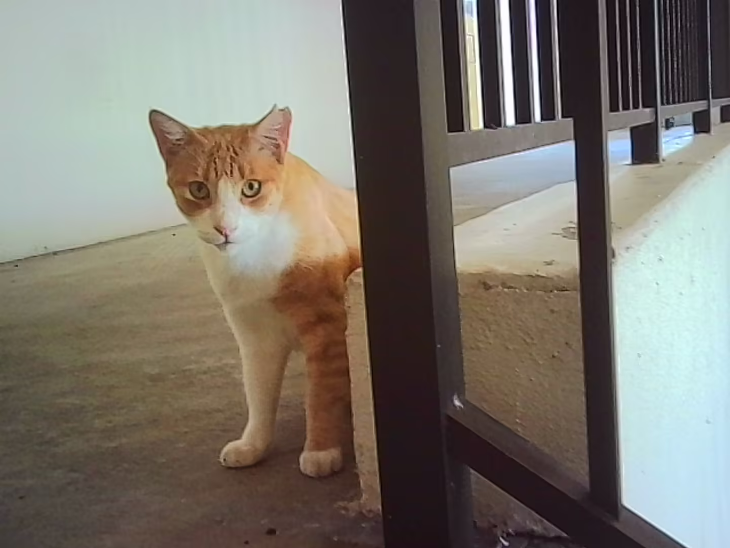 Stray Cat