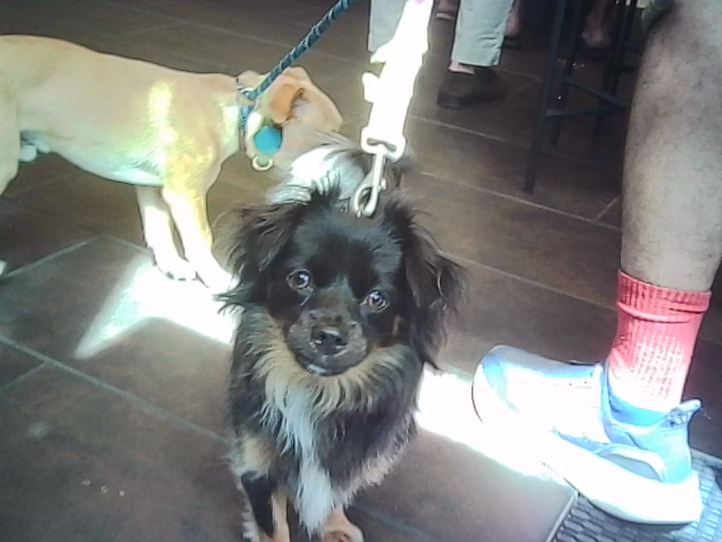 More Dogs